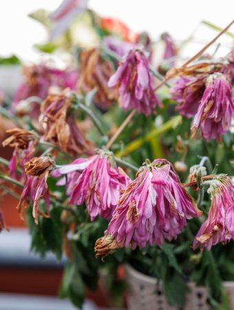 Here Are 9 Winter Garden Problems You Can Fix in 20 Minutes