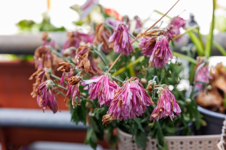 Here Are 9 Winter Garden Problems You Can Fix in 20 Minutes