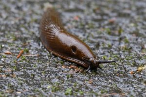 Why Slugs Are Thriving in Oregon Right Now (And What You Can Do)
