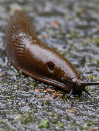 Why Slugs Are Thriving in Oregon Right Now (And What You Can Do)