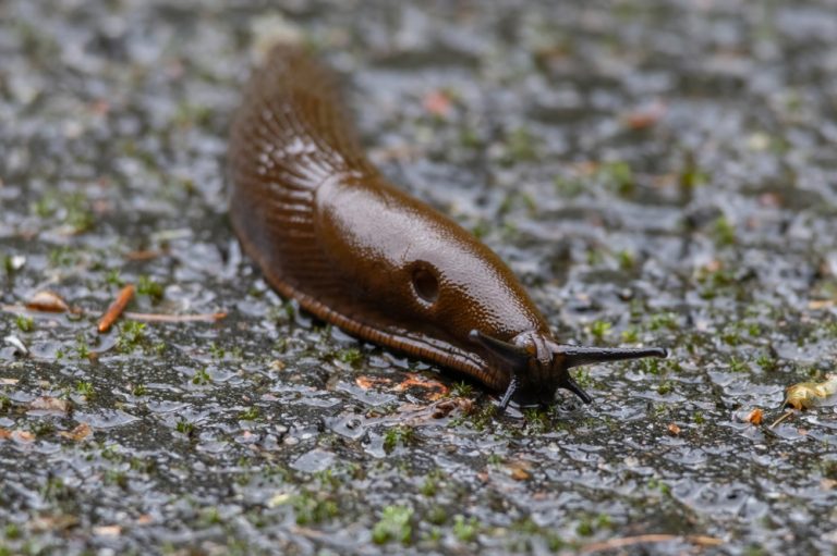 Why Slugs Are Thriving in Oregon Right Now (And What You Can Do)