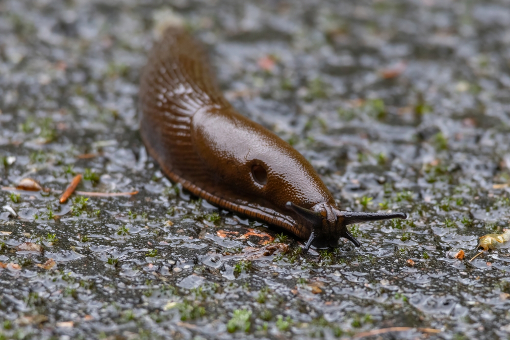 Why Slugs Are Thriving in Oregon Right Now (And What You Can Do)