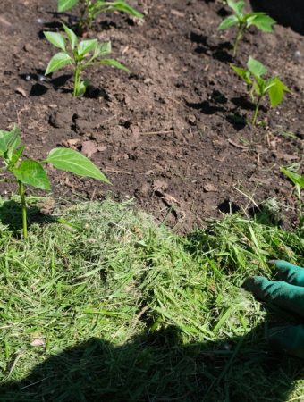 Here Are 7 Winter Mulches That Actually Warm Soil Instead of Chilling It
