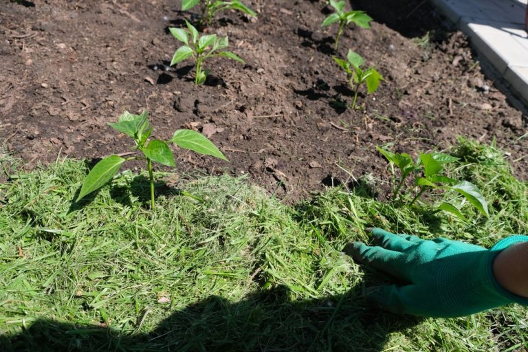 Here Are 7 Winter Mulches That Actually Warm Soil Instead of Chilling It