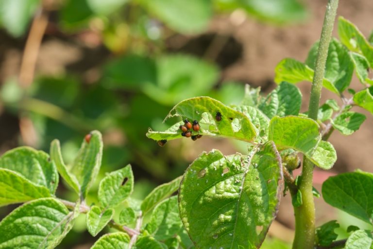 Why Pests Overwinter in Untended Garden Beds