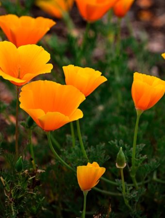 Here Are 6 Flowers That Bloom Reliably Even in Poor Soil