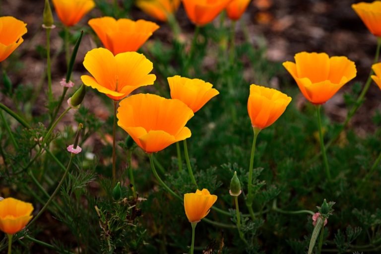 Here Are 6 Flowers That Bloom Reliably Even in Poor Soil