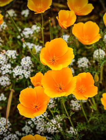 Here Are 6 Flowers That Self-Seed and Return Without Effort