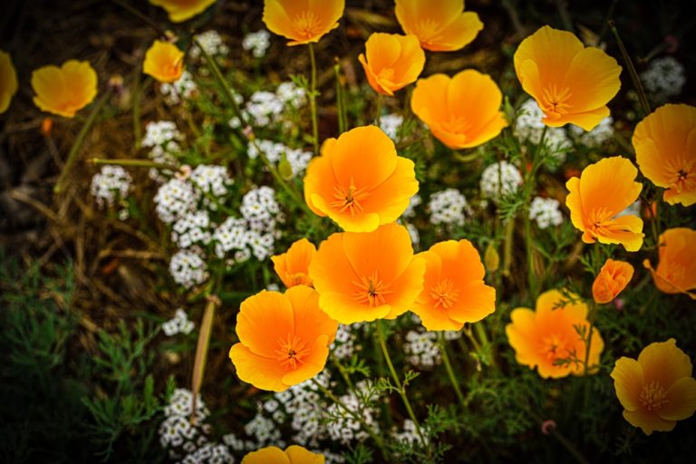 Here Are 6 Flowers That Self-Seed and Return Without Effort
