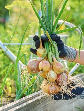 These Are 6 Vegetables That Don’t Benefit From Expensive Soil Additives