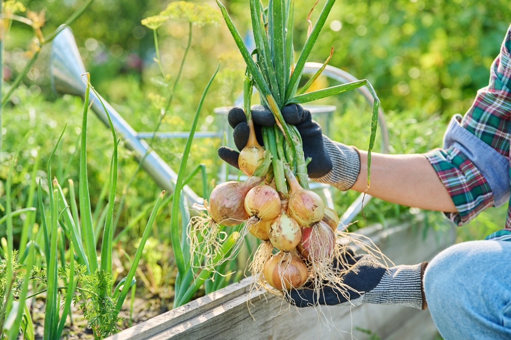 These Are 6 Vegetables That Don’t Benefit From Expensive Soil Additives