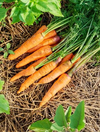 These Are 11 Cold-Weather Crops You Can Still Grow Under a Simple Cover