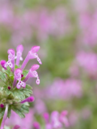 This Common Winter Weed Is Spreading Fast in Georgia—Here’s How to Stop It Naturally