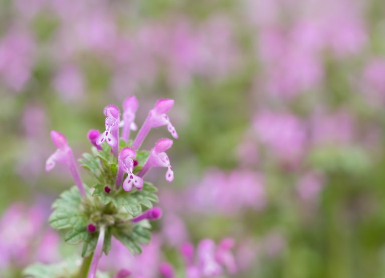 This Common Winter Weed Is Spreading Fast in Georgia—Here’s How to Stop It Naturally