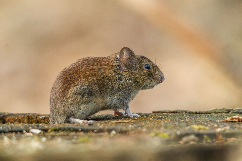 Here Are 11 Things Rodents Use to Sneak Into Your Garden Shed