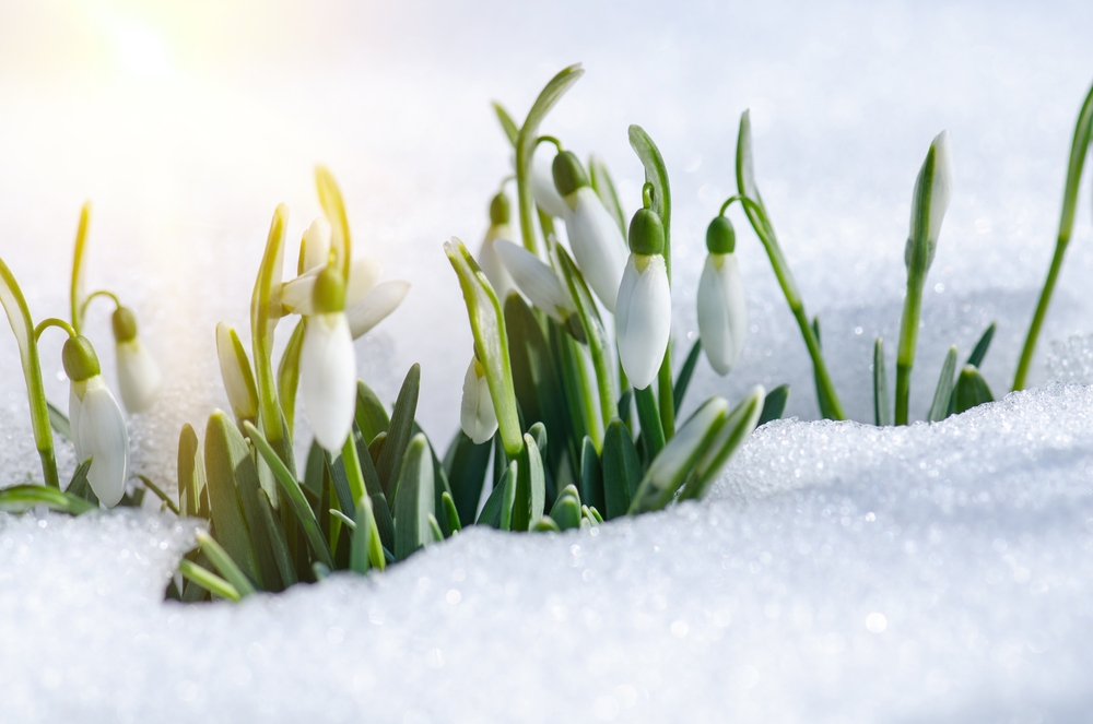 12 Ways Snow Can Protect Your Soil and When It Hurts It