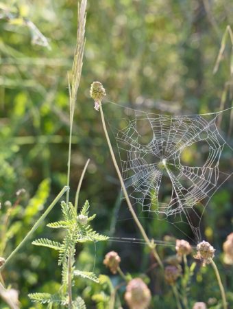 January Is the Best Time to Prevent Garden Insect Infestations