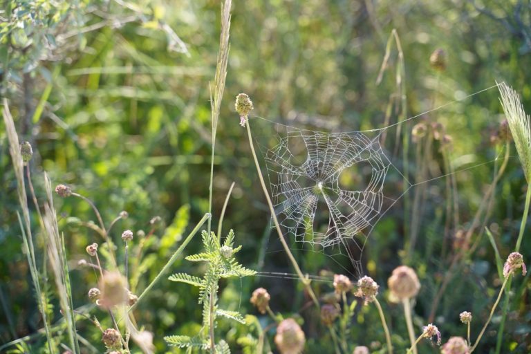 January Is the Best Time to Prevent Garden Insect Infestations