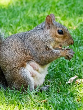 These Are 10 Ways to Keep Squirrels From Digging Up Your Beds
