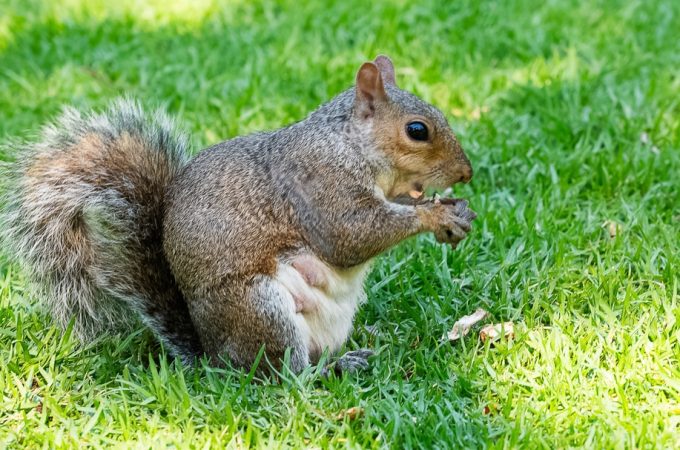 These Are 10 Ways to Keep Squirrels From Digging Up Your Beds