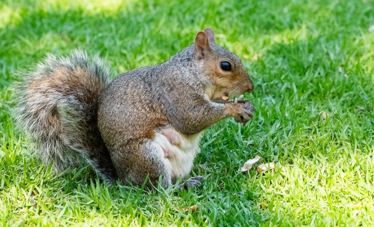 These Are 10 Ways to Keep Squirrels From Digging Up Your Beds