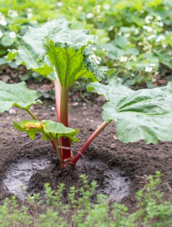 Why Planning Plant Placement Early Prevents Disease