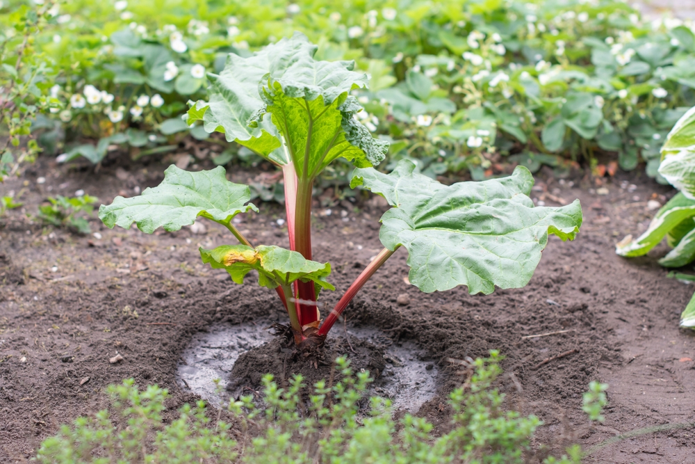 Why Planning Plant Placement Early Prevents Disease