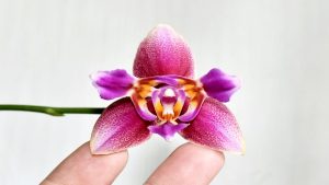 Are You Wasting Money on Plants That Don’t Survive Your Climate?