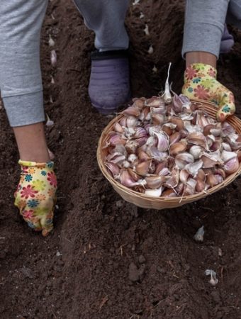 The Surprising Reason Your Garlic Isn’t Sprouting—And What to Do Before February
