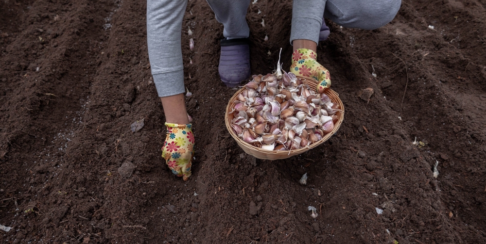 The Surprising Reason Your Garlic Isn’t Sprouting—And What to Do Before February
