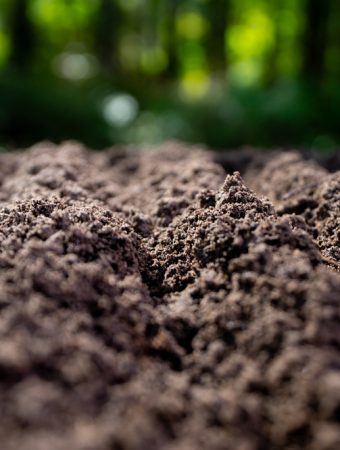 Gardeners in the Carolinas Warned: Soil Mix Is Testing Positive for Lead