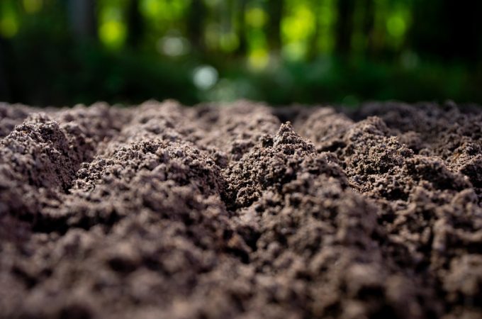 Gardeners in the Carolinas Warned: Soil Mix Is Testing Positive for Lead