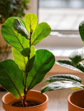 7 Houseplants That Hate Dry Winter Heat and What to Do