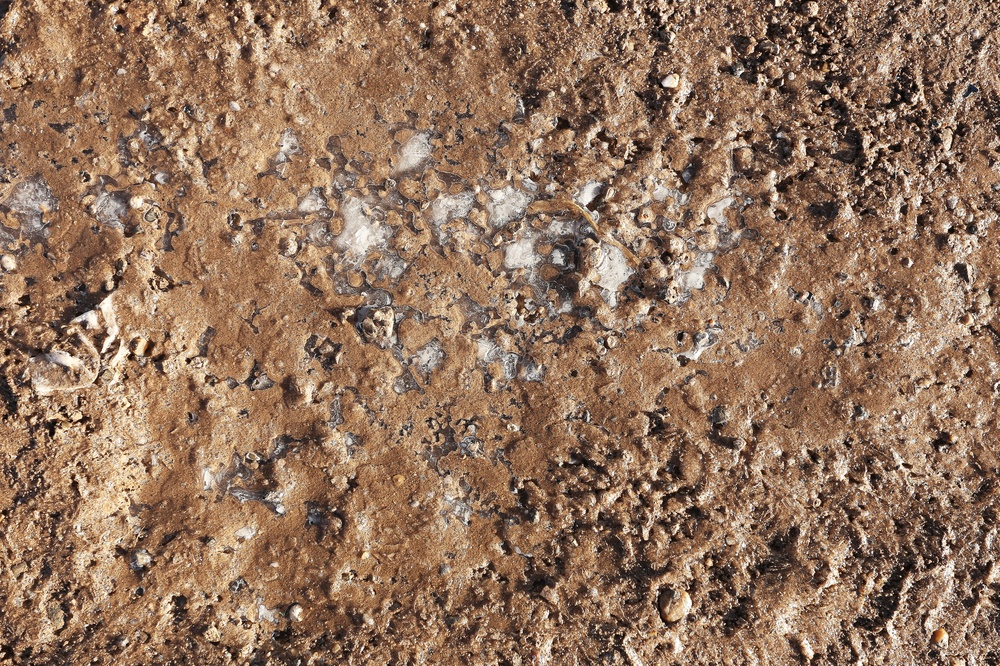 Extension Agents Say This One Winter Habit Is Ruining Your Spring Garden