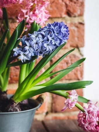 Here Are 12 Bulbs You Can Force Indoors for Blooms Before Valentine’s Day