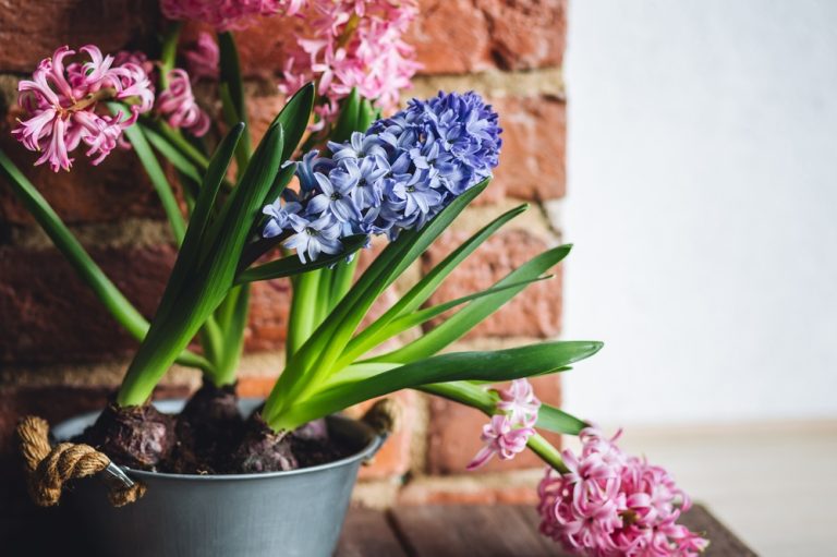 Here Are 12 Bulbs You Can Force Indoors for Blooms Before Valentine’s Day