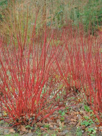 These Are 9 Shrubs That Look Better in Winter Than in Summer