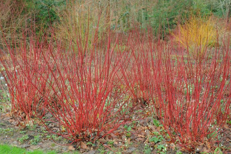 These Are 9 Shrubs That Look Better in Winter Than in Summer