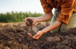 Soil Scientists Warn: This Contamination Is Spreading Fast in Home Gardens Across the South
