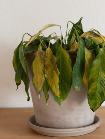 Busy Gardeners Are Making This One Mistake — And It’s Killing Their Plants