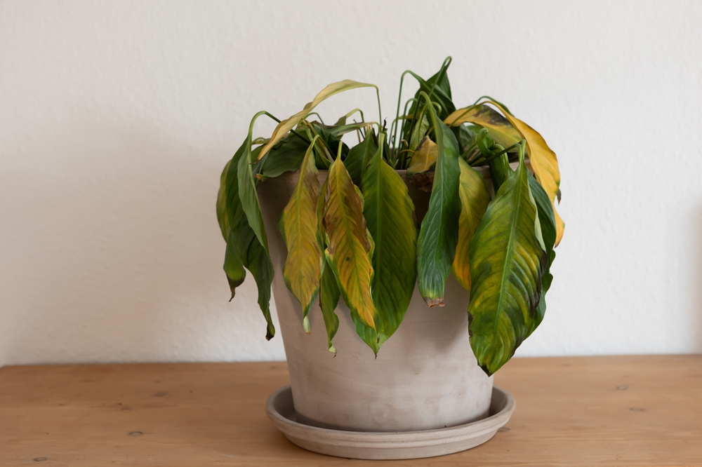 Busy Gardeners Are Making This One Mistake — And It’s Killing Their Plants