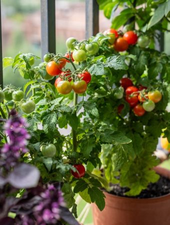 These Potted Fruit Trees Are Failing in Cold Weather — Experts Explain Why