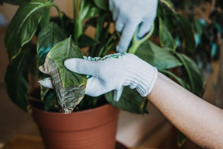 7 Red Flags That Signal Your Houseplants Are Screaming For Help
