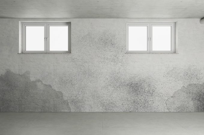 Stormwater Authorities Warn: Your Garden Could Be Causing Basement Mold