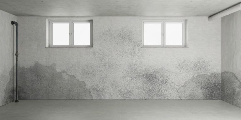 Stormwater Authorities Warn: Your Garden Could Be Causing Basement Mold