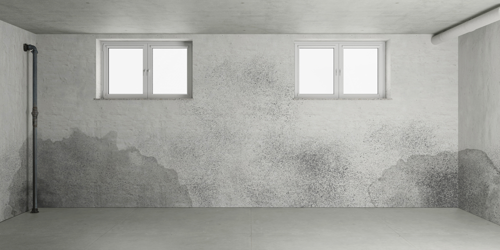 Stormwater Authorities Warn: Your Garden Could Be Causing Basement Mold