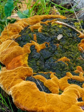 Why Gardeners in Texas Are Losing Entire Beds to This Soil-Borne Fungus