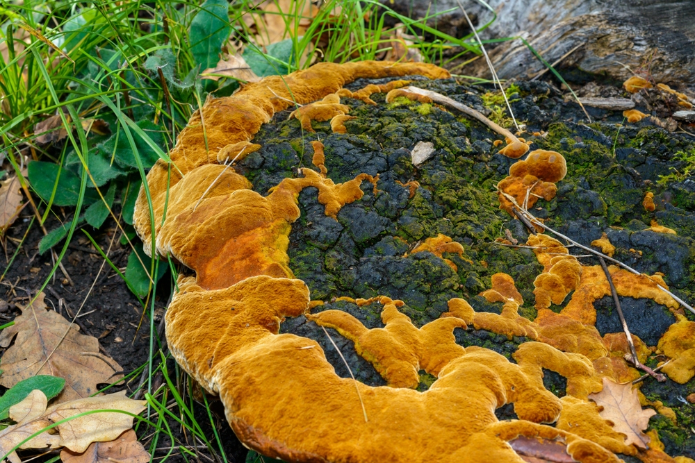Why Gardeners in Texas Are Losing Entire Beds to This Soil-Borne Fungus