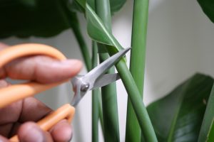 Is Taking Clippings From Plants In A Store Illegal?