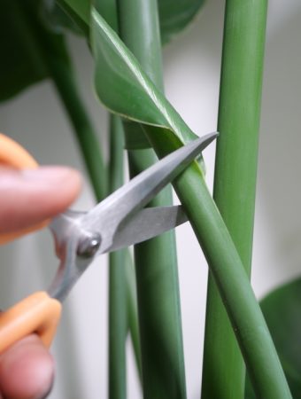 Is Taking Clippings From Plants In A Store Illegal?